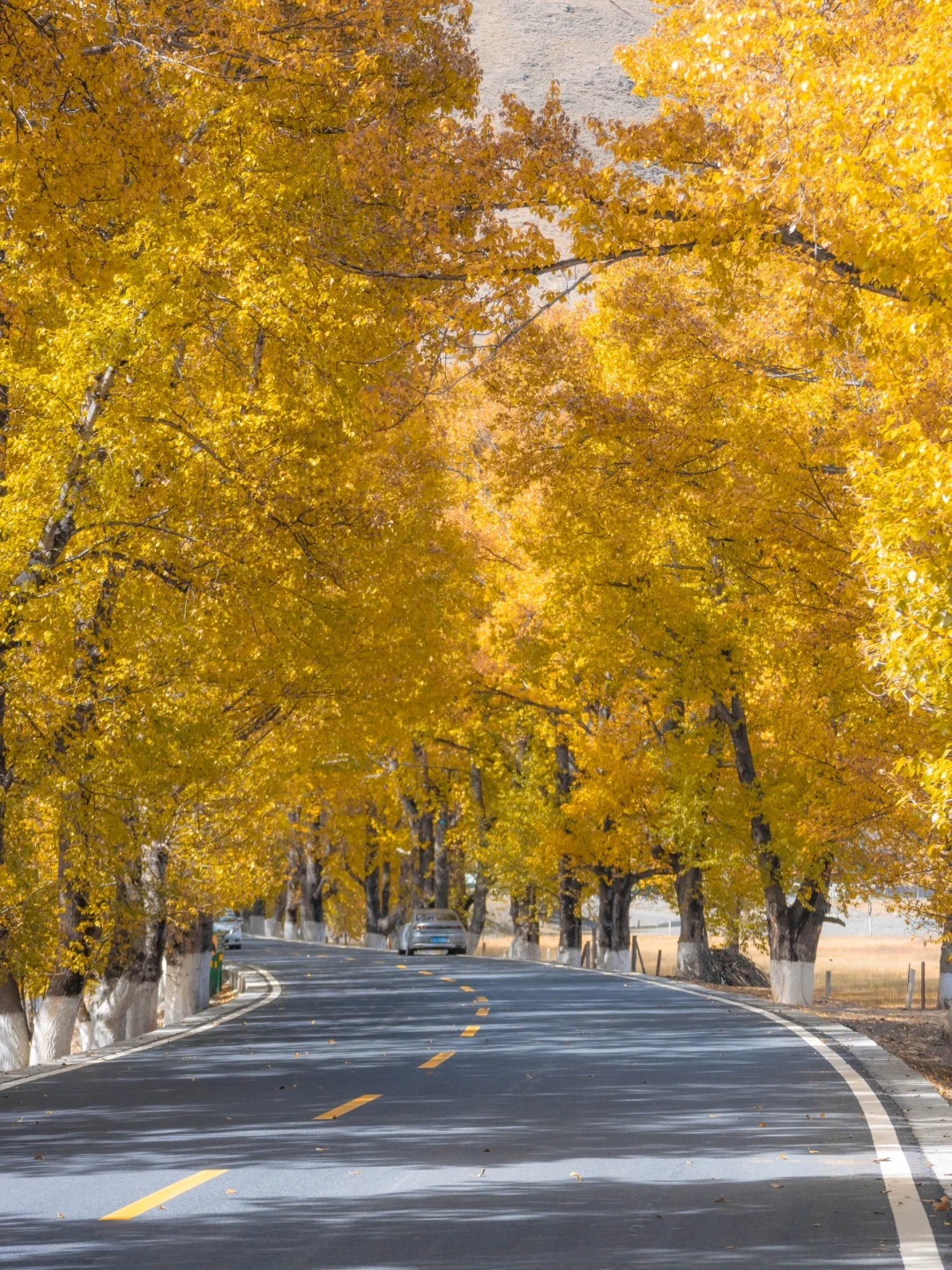已经开始期待新都桥的秋天了🍂_1_DylanTrail_川西-荒野-来自52tours 我爱旅游网